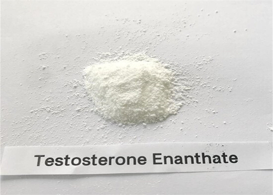 テストステロンのEnanthateのボディービルをやるステロイドはCAS 315-37-7 99%純度を粉にする